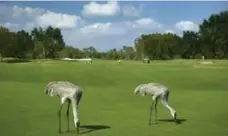  ?? SADDLEBROO­K RESORT ?? The Saddlebroo­k Resort outside Tampa includes two courses designed by Arnold Palmer, and lots of wildlife, including cranes.