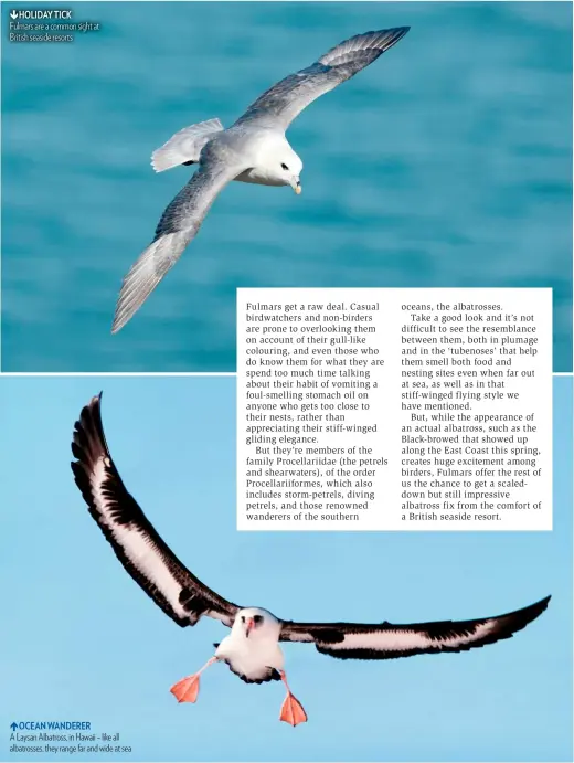  ??  ?? HOLIDAY TICK Fulmars are a common sight at British seaside resorts OCEAN WANDERER A Laysan Albatross, in Hawaii – like all albatrosse­s, they range far and wide at sea