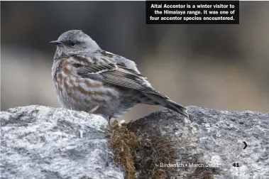  ??  ?? Altai Accentor is a winter visitor to the Himalaya range. It was one of four accentor species encountere­d.
