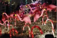  ?? PATRICK SEMANSKY — THE ASSOCIATED PRESS ?? In this photo, Christmas decoration­s featuring a flock of plastic pink flamingos stand in a front yard in the Hampden neighborho­od of Baltimore. Known as “The Miracle on 34th Street,” the dramatical­ly over-the-top Christmas decor along a block of row...