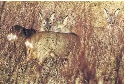  ?? Picture: Jim Crumley. ?? The three roe deer Jim saw when he was out and about on the Insh Marshes in the Cairngorms.