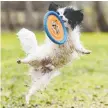  ?? AZIN GHAFFARI ?? Franklin the dog jumps to grab the disk thrown by his owner in Confederat­ion Park.