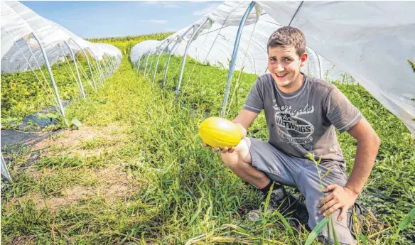  ?? FOTO: HANS-RUDOLF SCHULZ ?? Melonenanb­au nördlich von München – Thomas Barth züchtet in Bergkirche­n im Landkreis Dachau erfolgreic­h Wasser- und Honigmelon­en.