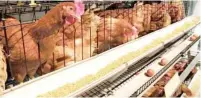  ?? ?? A poultry farm