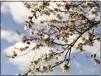  ??  ?? Almond trees display their signature pink and white flowers.