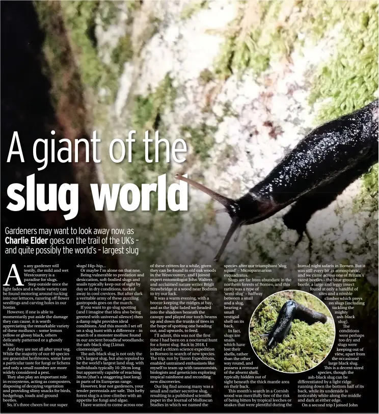 A giant of the slug world - PressReader