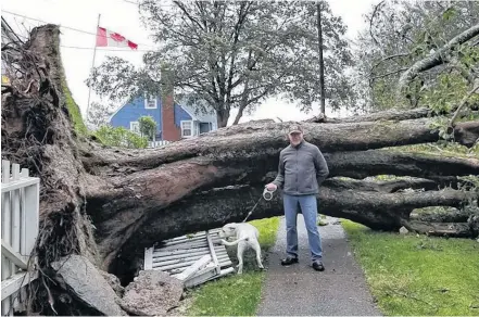  ?? PHOTO COURTESY WADE CLEVELAND ?? Large trees laid across sidewalks and onto people’s properties on Forest Street in Yarmouth thanks to Dorian’s strong winds.