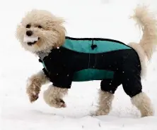  ??  ?? Brandi runs through the snow in Rouken Glen park, Giffnock Picture: Colin Mearns