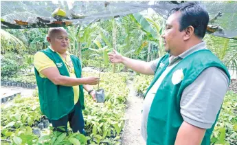  ?? (SUN.STAR FOTO/ALEX BADAYOS) ?? PREMIUM YIELD. Cocoa planter Grover Rosit (left) shows his Cebu partner Garry Hontiveros a sample of the UF 18 cacao high-yield variety during a visit in their nursery in Barili, Cebu.