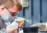  ?? ?? Brody Neilson waters some of his seedlings with seaweed fertiliser he makes in partnershi­p with another student.