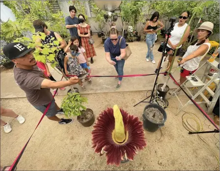  ?? PHOTO BY MILKA SOKO ?? Guests at the UC Riverside Botanic Garden on Sunday look at the corpse flower that bloomed overnight. It’s the first time the flower has bloomed at UC Riverside.