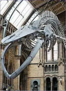  ?? The Blue Whale in the Natural History Museum in London. ??