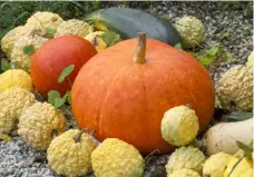  ??  ?? with connecting steps TOP Dark-leaved Dahlia ‘Twyning’s After Eight’ grows in the sunny potager
ABOVE A harvested pumpkin, ‘Red Kuri’ and ‘Verracusa’ squashes