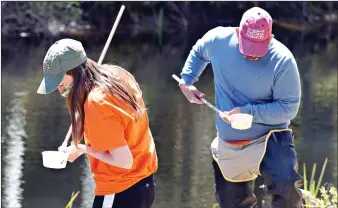  ?? (Ben Garver/The Berkshire Eagle via AP) ?? Mya Wiles and Nolan Fernandez, biologists with Berkshire Mosquito Control, search for mosquito larvae May 14 in the outlet of the Stockbridg­e Bowl in an effort to survey mosquito population­s in Stockbridg­e, Mass. Larvae can be controlled without pesticides using a particular bacteria as a biological control.