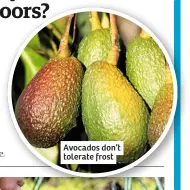 ??  ?? Avocados don’t tolerate frost