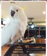  ??  ?? Russell, the resident cockatoo at the Noojee Hotel.