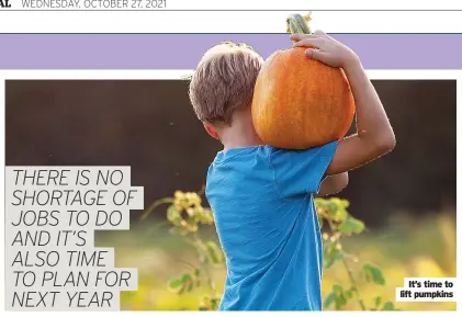  ?? ?? It’s time to lift pumpkins