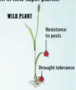  ??  ?? WILD PLANT Resistance to pests Drought tolerance