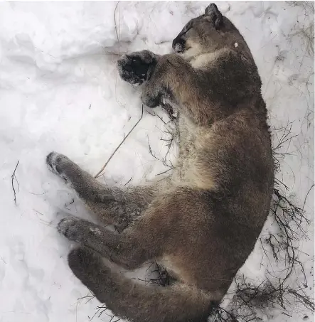  ?? THE CANADIAN PRESS/ALBERTA FISH AND WILDLIFE ?? Fish and Wildlife officers are searching for the person who killed this cougar on Feb. 21 west of Cochrane. The kill was made out of season and the hunter left the carcass.