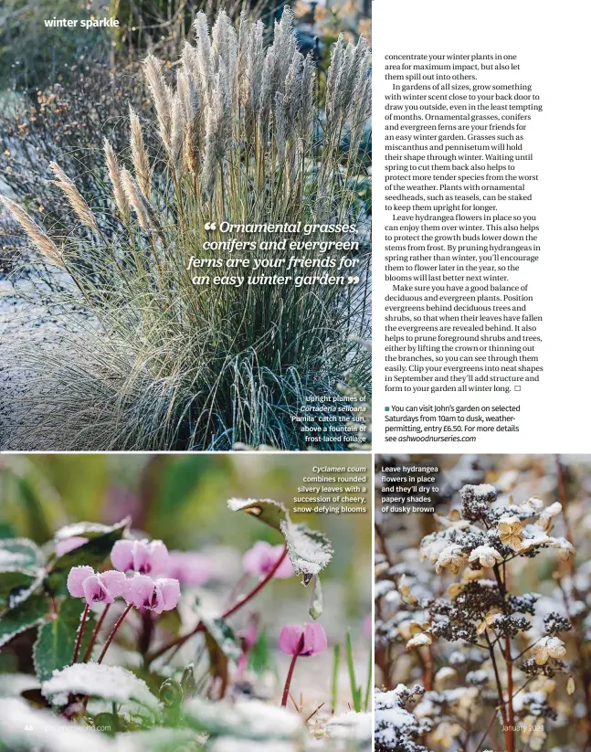  ??  ?? Upright plumes of Cortaderia selloana ‘Pumila’ catch the sun, above a fountain of frost-laced foliage
Cyclamen coum combines rounded silvery leaves with a succession of cheery, snow-defying blooms
Leave hydrangea flowers in place and they’ll dry to papery shades of dusky brown