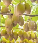  ??  ?? Banks’ lending to the horticluti­re sector, led by the kiwifruit industry, is growing 15 per cent a year.