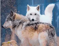  ??  ?? Powder and Dakota are wolves at the Wild Spirit Wolf Sanctuary. They can be viewed on tours of the sanctuary.