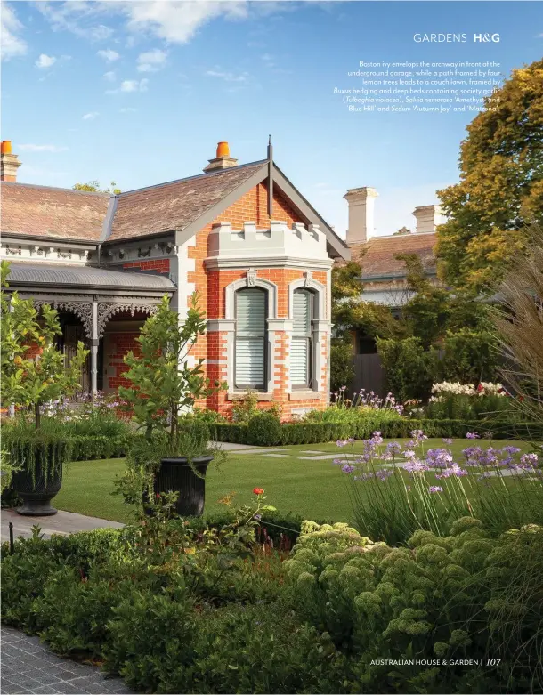  ??  ?? Boston ivy envelops the archway in front of the undergroun­d garage, while a path framed by four lemon trees leads to a couch lawn, framed by Buxus hedging and deep beds containing society garlic ( Tulbaghia violacea), Salvia nemorosa ‘Amethyst’ and ‘Blue Hill’ and Sedum ‘Autumn Joy’ and ‘Matrona’.