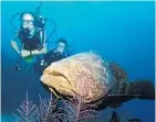  ?? FILE PHOTO ?? Catch-and-release fishing for goliath grouper has long been allowed, provided the heavier ones are not removed from the water.