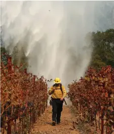  ??  ?? A firefighte­r walks between grape vines as a helicopter drops water over a wildfire near a winery in Santa Rosa, California