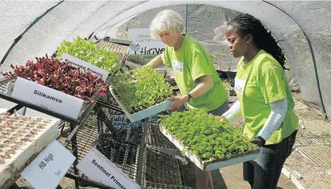  ?? Picture: JEFFREY ABRAHAMS ?? GOING GREEN: Bronwen Lankers-Byrne, left, director, and Zikhona Mdalase, field manager, in their tunnel at the Valley Nursery in Hout Bay. Schools in the area use the tunnel to germinate vegetable seedlings, which are sold when ready to provide funds...