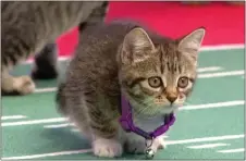  ?? SUBMITTED PHOTO ?? Providence Animal Center is taking part in Hallmark Channel’s Kitten Bowl.