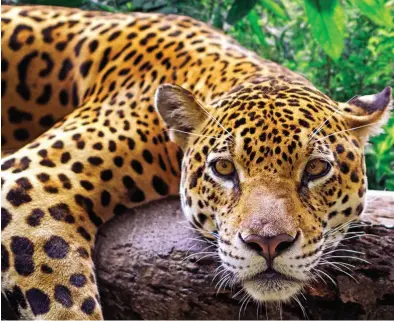  ??  ?? On the spot: Do you Fancy being a jaguar or a meerkat?