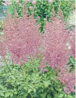  ?? MARKCULLEN.COM ?? Plant astilbe in shade so it doesn’t dry out.