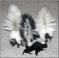  ?? JON HAMMOND / FOR TEHACHAPI NEWS ?? I photograph­ed this normallyco­lored mother skunk and her two babies with an exceptiona­l amount of white on them in the city of Tehachapi.