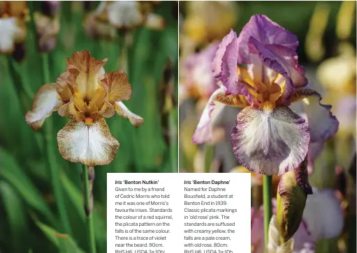  ??  ?? Iris ‘Benton Nutkin’
Given to me by a friend of Cedric Morris who told me it was one of Morris’s favourite irises. Standards the colour of a red squirrel, the plicata pattern on the falls is of the same colour. There is a trace of violet near the beard. 90cm. RHS H6, USDA 3a-10b†.
Iris ‘Benton Daphne’
Named for Daphne Bousfield, a student at Benton End in 1939. Classic plicata markings in ‘old rose’ pink. The standards are suffused with creamy yellow, the falls are a pale cream, with old rose. 80cm. RHS H6, USDA 3a-10b.