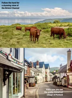  ??  ?? Follow the herd for a stunning view of the Bristol Channel
Make sure you see the pretty Somerset village of Porlock