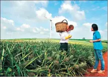  ?? PROVIDED TO CHINA DAILY ?? A farmer in Zhanjiang’s Xuwen county shows his pineapple plantation to a visitor.