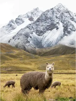  ??  ?? HIGHLAND DELIGHTS Clockwise from top left: The ruins of Sacsayhuam­an, an Incan citdel on the outskirts of Cusco; the Belmond Andean Explorer offers a gourmet menu developed by Peruvian chef Diego Muñoz; an llama looks up from its pasture below the...