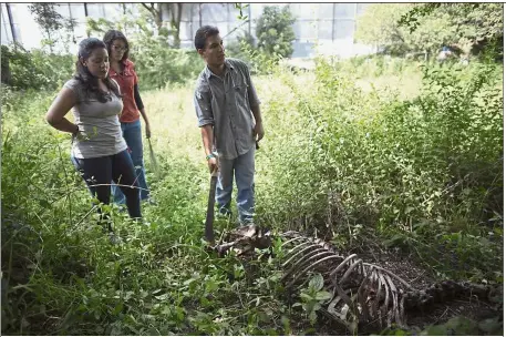  ?? — AP ?? Tragic find: Toro pointing with a machete at the skeleton of a horse called Miss Congeniali­ty, as he is accompanie­d by others students, in the corner pasture of the Central University of Venezuela in Maracay.