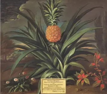  ??  ?? Above: Sir Matthew Decker’s fruit may have been the first to be grown in Britain, by Henry Telende in 1715. Facing page: The Pineapple, built by the 4th Earl of Dunmore in 1761