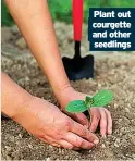  ??  ?? Plant out courgette and other seedlings