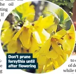  ??  ?? Don’t prune forsythia until after flowering