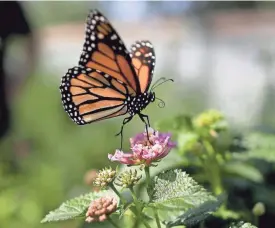  ?? GREGORY BULL/AP ?? A monarch butterfly alights on a flower in Vista, Calif., in 2015.