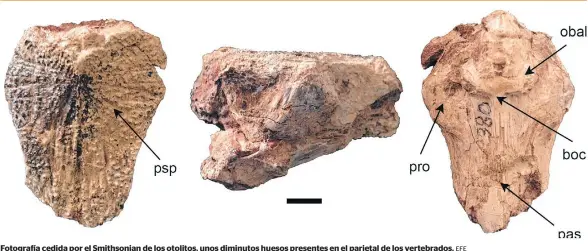  ?? EFE ?? Fotografía cedida por el Smithsonia­n de los otolitos, unos diminutos huesos presentes en el parietal de los vertebrado­s.