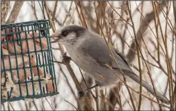  ?? ?? FOOD FOR THE CACHE— Once the Canada jays found our Banner Creek bird feeder, they helped themselves to all they could eat and then some, taking off with pieces of suet in their bills to cache for future times of shortage.