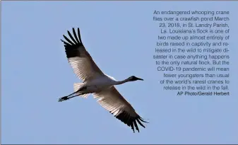  ?? AP Photo/Gerald Herbert ?? An endangered whooping crane flies over a crawfish pond March 23, 2018, in St. Landry Parish, La. Louisiana’s flock is one of two made up almost entirely of birds raised in captivity and released in the wild to mitigate disaster in case anything happens to the only natural flock. But the COVID-19 pandemic will mean fewer youngsters than usual of the world’s rarest cranes to release in the wild in the fall.