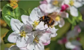  ?? Photograph: DPA/Alamy ?? A buff-tailed bumble bee collects nectar from an apple tree. Swaths of American agricultur­e is propped up by honeybees.