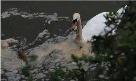 ?? Photograph: Maureen McLean/Rex/Shuttersto­ck ?? A swan swims through sewage on the River Thames in Windsor, Berkshire.