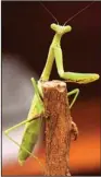  ??  ?? Praying mantises provide natural insect control.