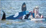  ?? Joshua Bessex Daily Astorian ?? THE PILOT of a fiberglass orca is pulled from the capsized vessel meant to scare away sea lions.